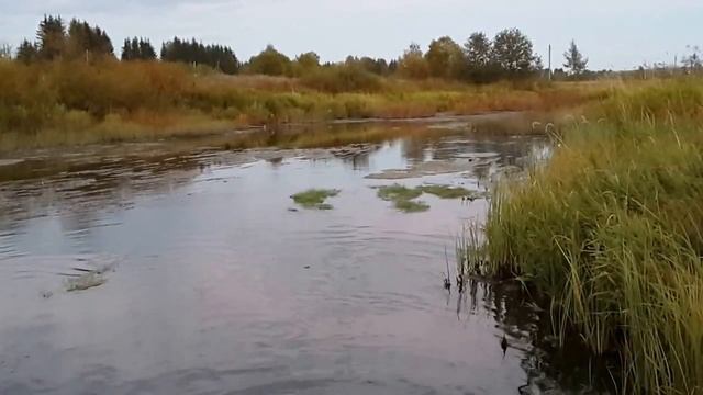 Поклевка щуки на лягушку смотреть онлайн