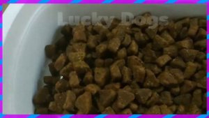 Чем кормить Беременную/имеющею щенков собаку???