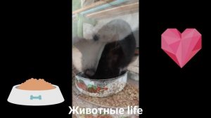 ФЕВРАЛЬСКИЙ МУКБАНГ????на даче