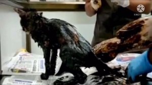 Кота нашли после того, как он попал в горячую смолу, только посмотрите на эту кроху через 1 месяц