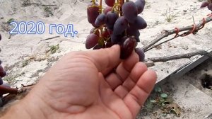 Виноград Аметист Новочеркасский. 2019 - 2020 год. Беларусь.
