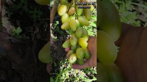 Новошахтинский виноград. Формы винограда которые не трещат
