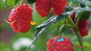 Малина традиционная Маросейка (rubus maroseika) ? обзор: как сажать, саженцы малины Маросейка