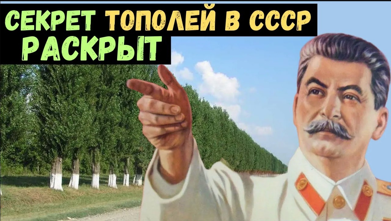 Почему в СССР специально выращивали тополя. Интересные исторические факты.