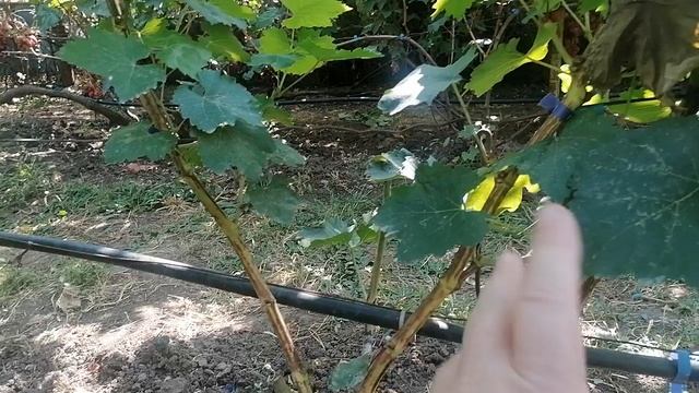 Виноград Шакира(Калугин В. М.) прививка 2023год виноградник Король В. Н. г. Краснодар. смотреть онлайн