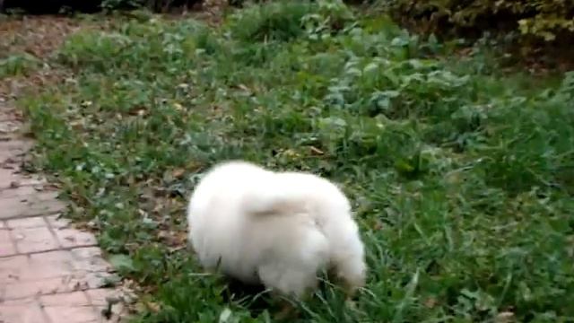 Щенок чау-чау, возраст 5 месяцев, питомник Лав Лап Топ. смотреть онлайн