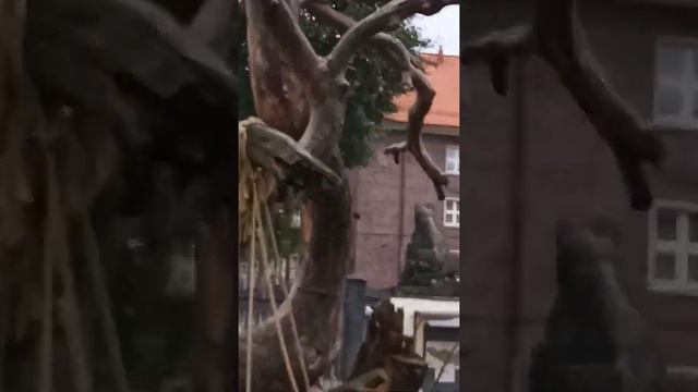 В Калининграде в зоопарке смотреть онлайн