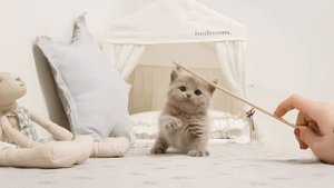 Munchkin kitten too cute videos - KimsKennelUS