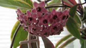 Цветение хойи карнозы 'Brazil'