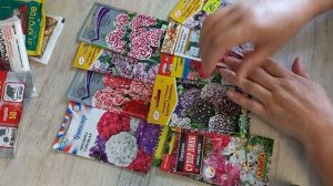 Гвоздика турецкая-многолетник?