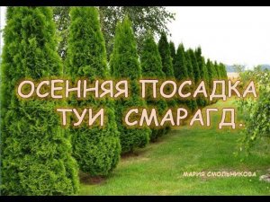Осенняя посадка туи Смарагд .Подготовка к зиме.