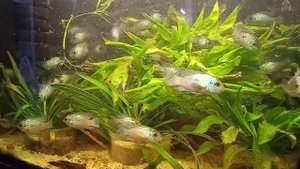 Неовая Нанакара