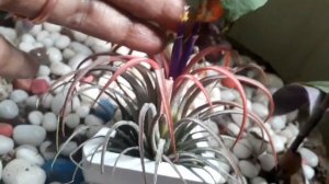 Airplant "Tillandsia ionantha" is in bloom.