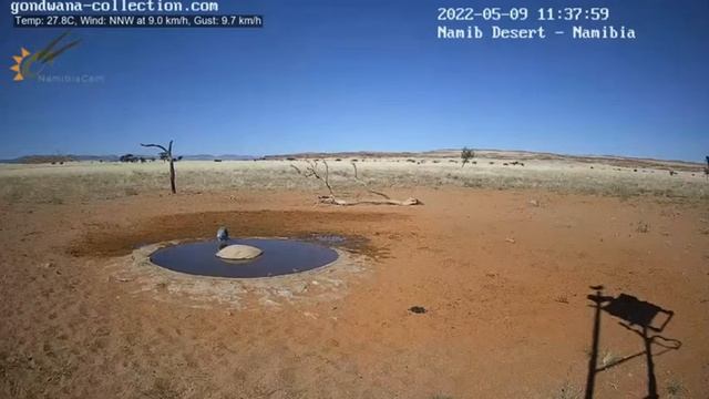 Семейство страусов пришло на водопой#Намибия смотреть онлайн