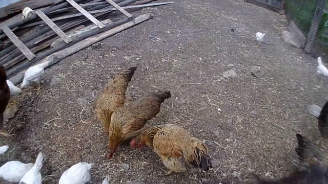 У нас прибавление Куры породы кучинская юбилейная смотреть онлайн