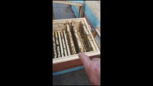 Двухматочное содержание пчёл в одном улике, новые подходы в пчеловодстве.