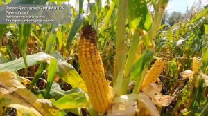 Гибрид кукурузы Золотой початок® 200