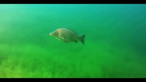 Carp and Fan Channel Trailer        #рыбалка #carpfishing #carp