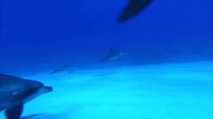 Релакс   Подводные съемки океана