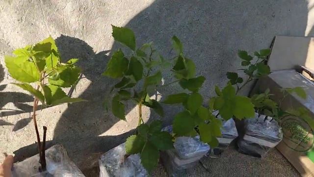 Ежевика от магазина Посадка(Украина) Всё супер!!!#ежевика#посадка смотреть онлайн