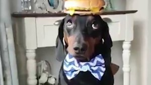 ОН смог устоять