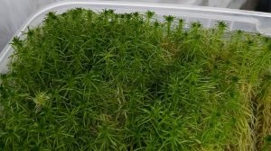 В каком субстрате ОРХИДЕИ Растут ЛУЧШЕ/ Во что Сажать подростков ОРХИДЕЙ для быстрого РОСТА