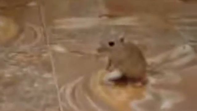 Игривые  песчанки. Домашняя  песчанка.