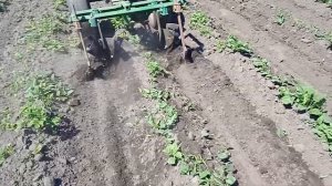 Окучивание картофеля мотоблоком