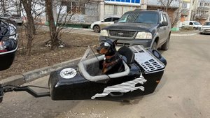 (Рыбинск-40) МОТОСЕЗОН ДЛЯ ДОБЕРМАНА ПАНЧО ОТКРЫТ