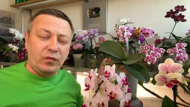 КОРНИ ОРХИДЕИ ЧТОБЫ НЕ ГНИЛИ о МИКОРИЗЕ, ТРИХОДЕРМЕ и мхе для орхидей