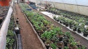 Чем подкормить гортензию весной