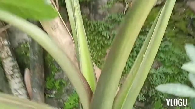 Alocasia Black Talian Giant Elephant ear Edible