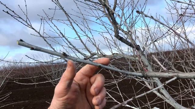 Секреты ОБРЕЗКИ ПЕРСИКА в КРЫМУ / Основные правила / peach pruning secrets