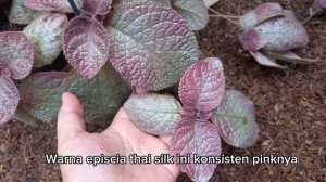 PESONA EPISCIA PART 3 || EPISCIA IMPORT THAI SILK || EPISCIA BERBUNGA ORANGE