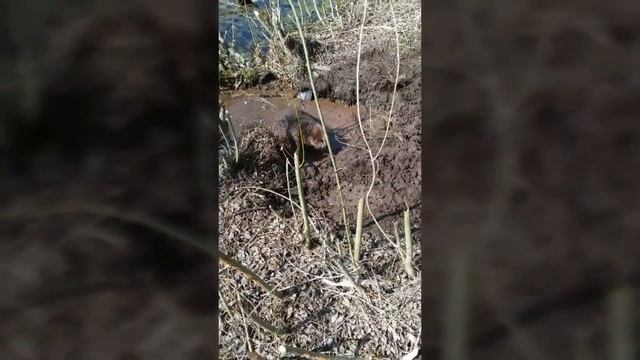 Охота на бобра смотреть онлайн