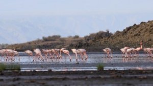 Lesser Flamingos at Lake Natron (19/12/2017)