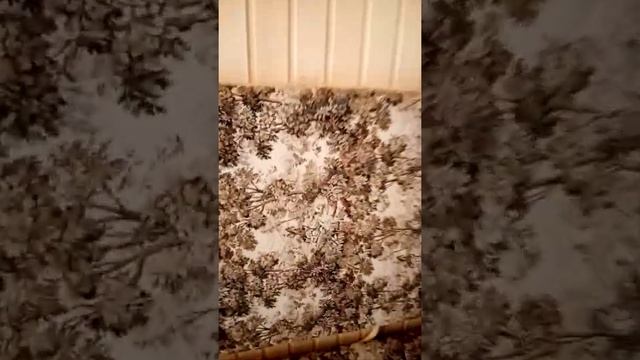 Вагон дом, после небольшого ремонта смотреть онлайн