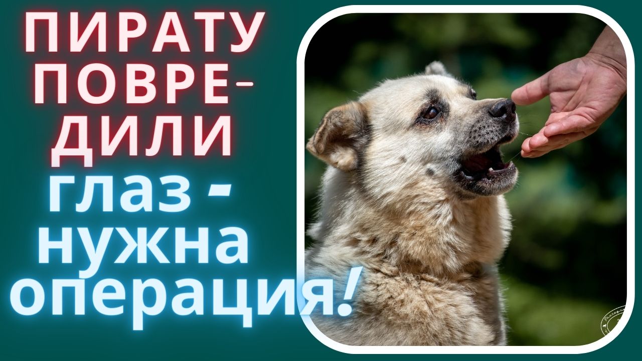 Срочно требуется операция. Спасение бездомных животных. Спасение животных в Москве фото. Центр безнадзорных животных.