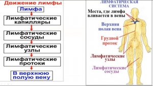 ЛИМФАТИЧЕСКАЯ СИСТЕМА