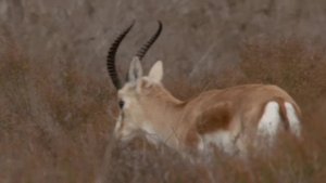 Релакс видео о животных Китая|Звуки животных|-Азиатский ибис,ринопитек рокселлана,панда и т. д.