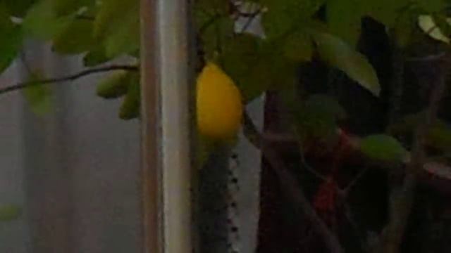 КОМНАТНЫЙ ЛИМОН плодоносит! смотреть онлайн
