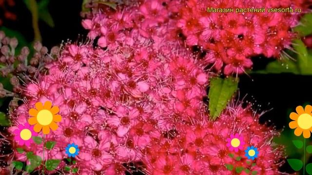 Спирея японская Зигунерблют. Краткий обзор, описание характеристик spiraea japonica Zigeunerblut смотреть онлайн