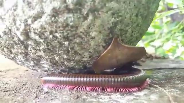 Тропическая многоножка (Tropical millipede).mp4