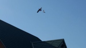 Ворона vs коршун