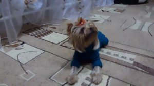 Вязаный КОМБИНЕЗОН НА ЙОРКА и не только)