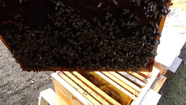 Стартер ож же воспиталка смотреть онлайн