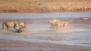 Lion vs Crocodile - Group of Lions hunting Crocodile