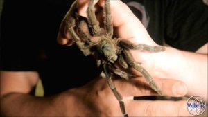 Psalmopoeus cambridgei L11-L12 паук птицеед прыжок
