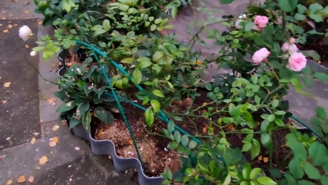 Тюмень 18.09.22 Бабье лето. Цветение роз смотреть онлайн