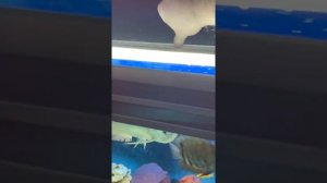 АРОВАН СЪЕЛ РЫБУ?|НЕ СМОГЛИ СПАСТИ РЫБУ!((